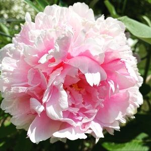 Meet your Posher, Eileen